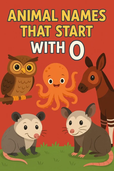 Animal Names that Start with O
